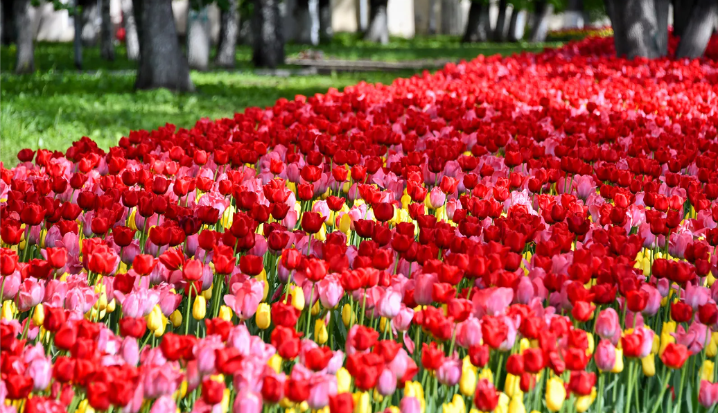Клумбы Москвы украсят около 15 миллионов тюльпанов
