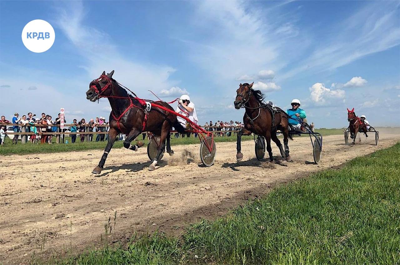 В Амурской области участники программы «Гектар» разводят породистых лошадей и развивают конный спорт