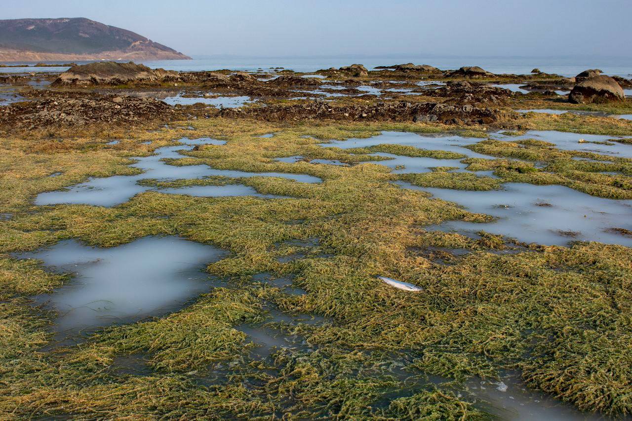 На Сахалине ученые проводят мониторинг состояния запасов мойвы и тихоокеанской сельди