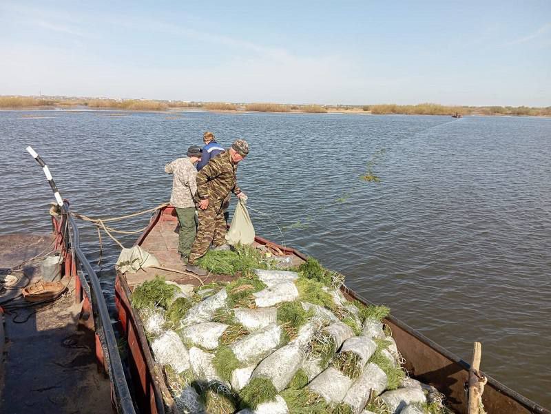 Рыбоводы создают условия для нереста рыб в российских водоемах: в регионах начали установку искусственных нерестилищ