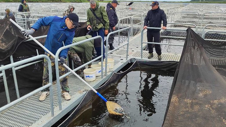 На Ямале выпустили в реку Таз около 7 миллионов мальков муксуна и нельмы