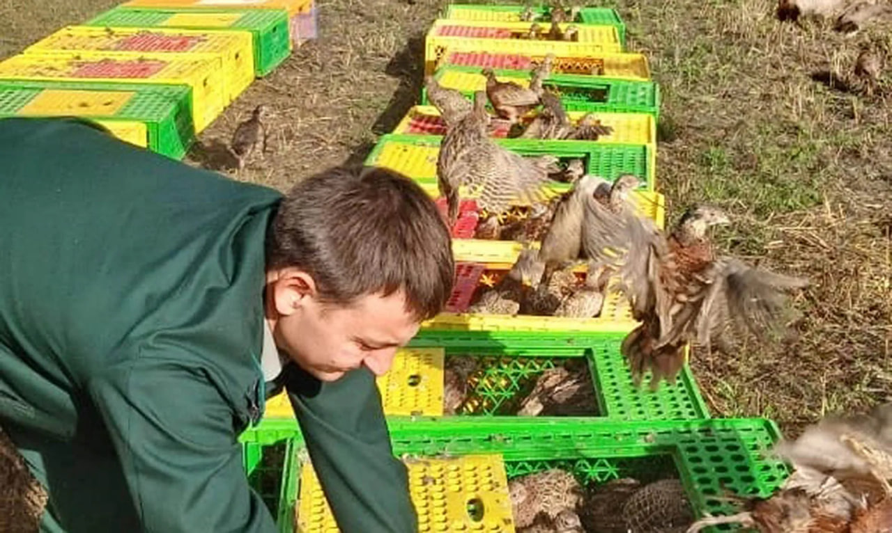 В Абинском районе Краснодарского края завершили осенний выпуск фазанов