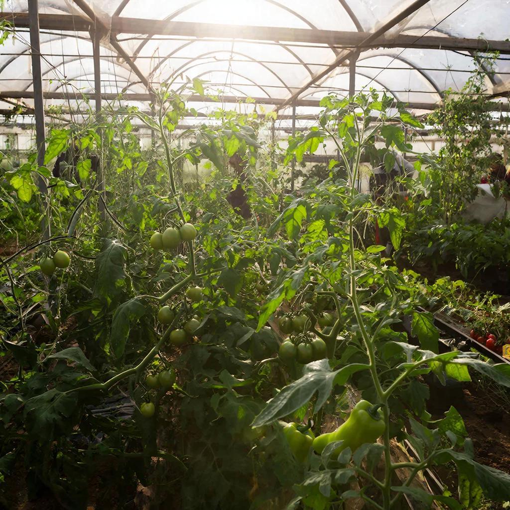 Производство тепличных овощей выросло на 4,7%