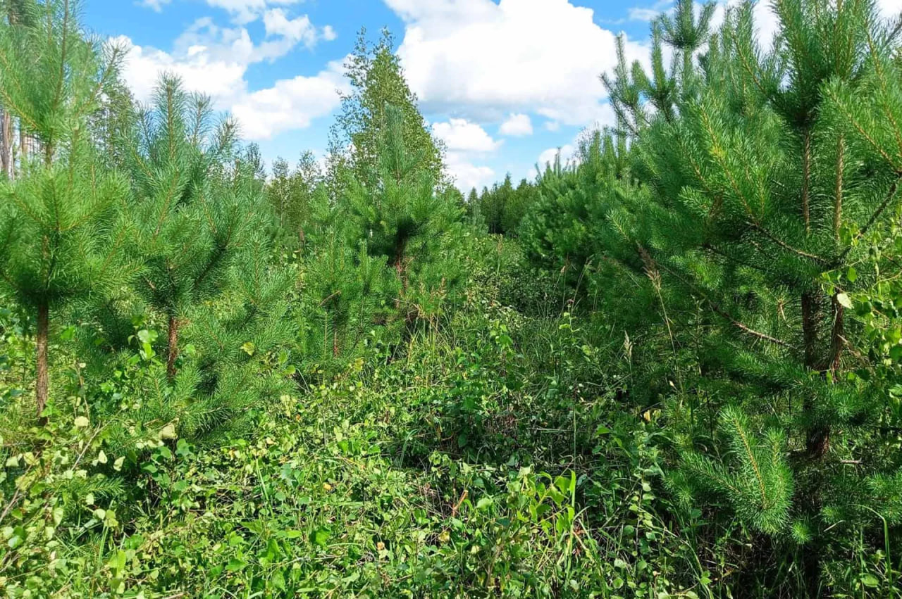 В Мордовии за год восстановили свыше 2,1 тысячи гектаров леса