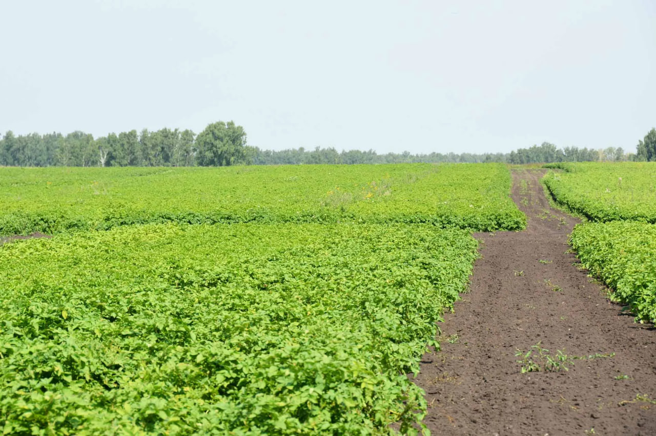 В Челябинской области в 2025 году увеличился урожай картофеля