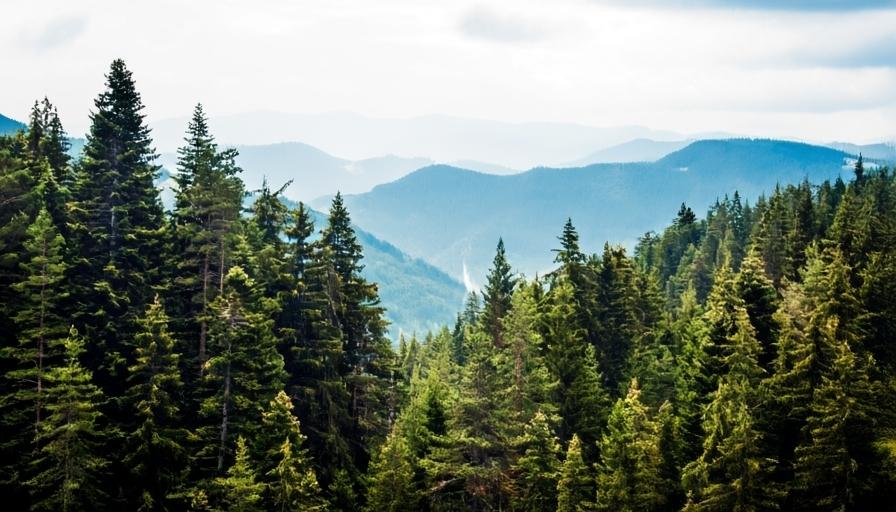 Почти 3 млрд рублей получат регионы на восполнение затрат на тушение лесных пожаров