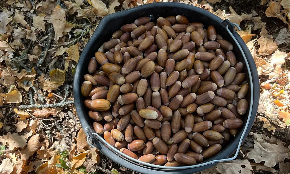 В Волгоградской области заготовили более 11 тонн желудей