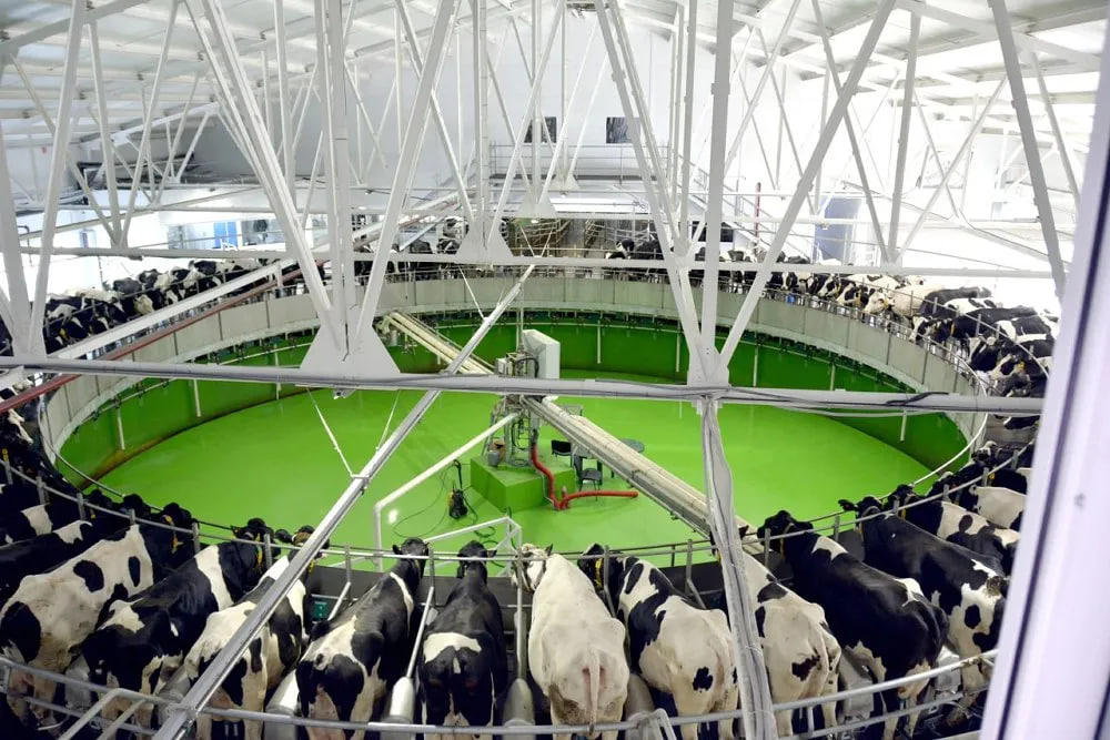 В Челябинской области за год произвели 132 тысячи тонн молока