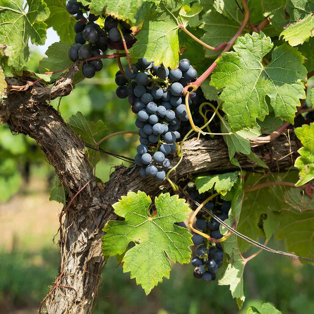 4 млрд рублей направят на развитие виноделия в России в 2026 году