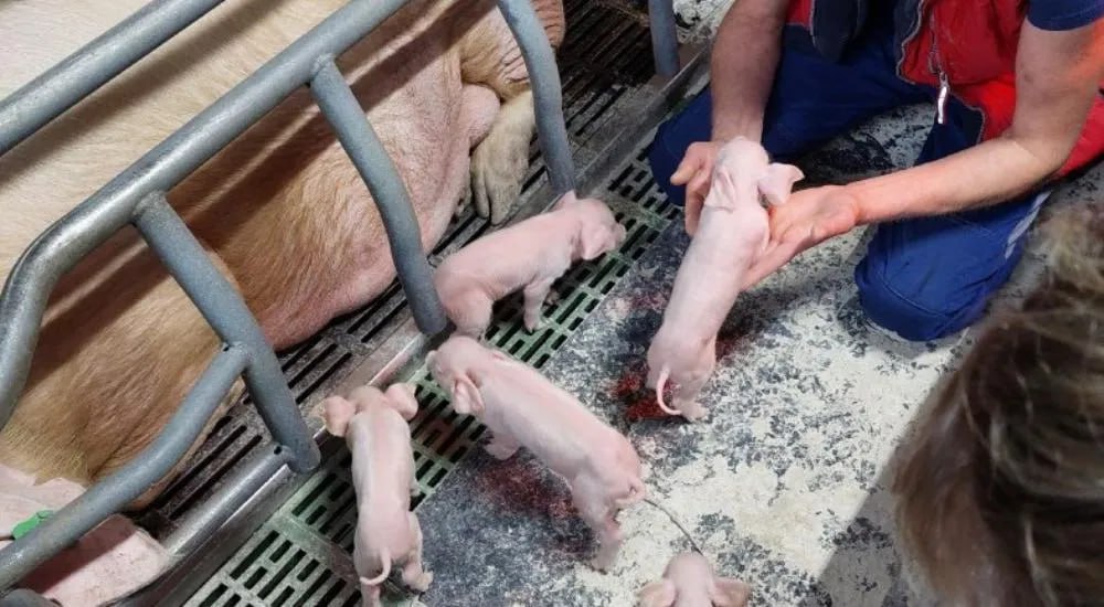 Рязанская область впервые экспортировала партию племенных свиней