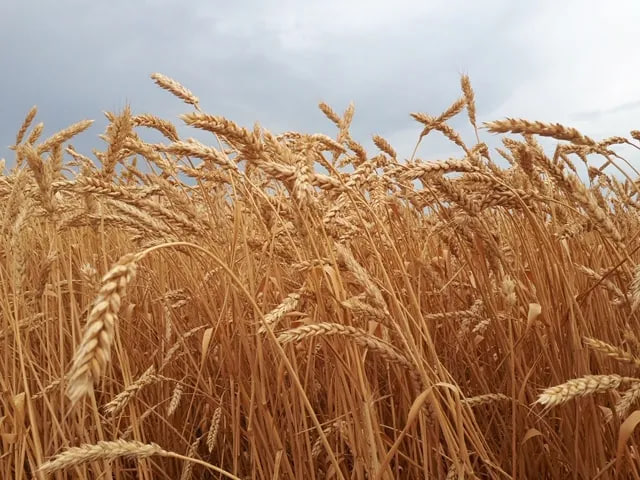 Сорта растений Саратовской области вошли в реестр селекционных достижений