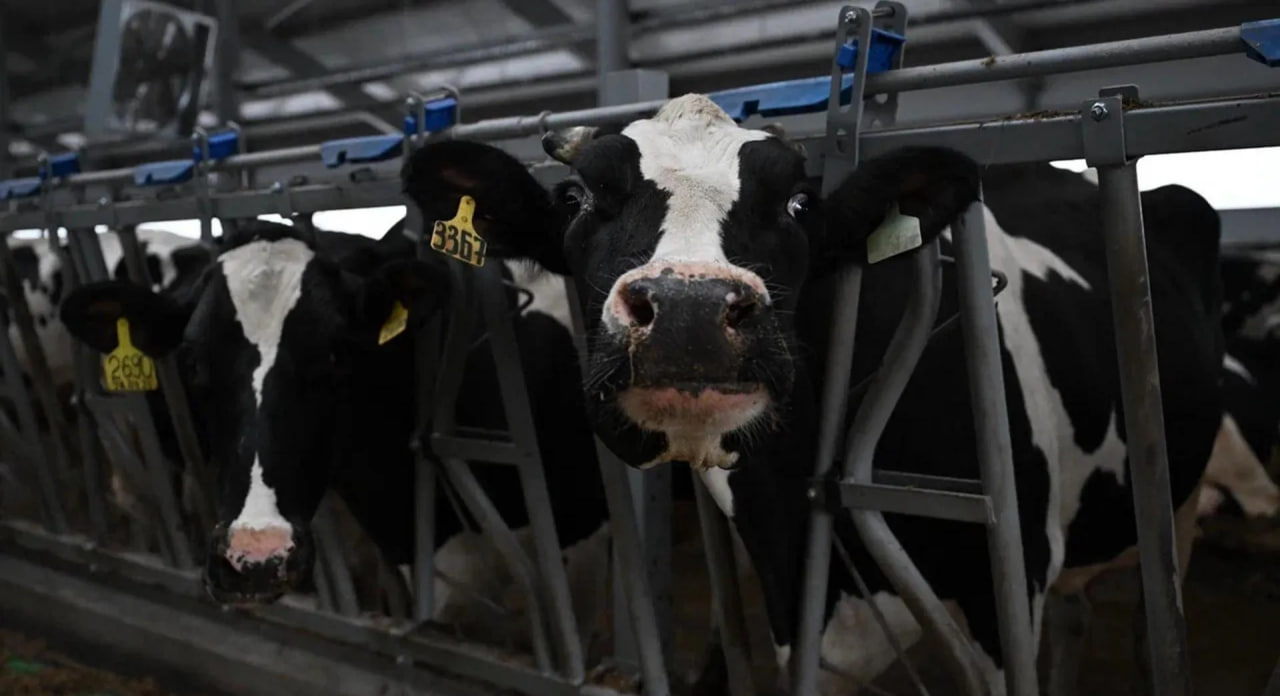 Удмуртия вышла на четвертое место в России по производству молока