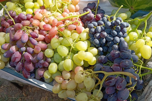 В 2025 году на Дону собрали почти 9,4 тысячи тонн винограда