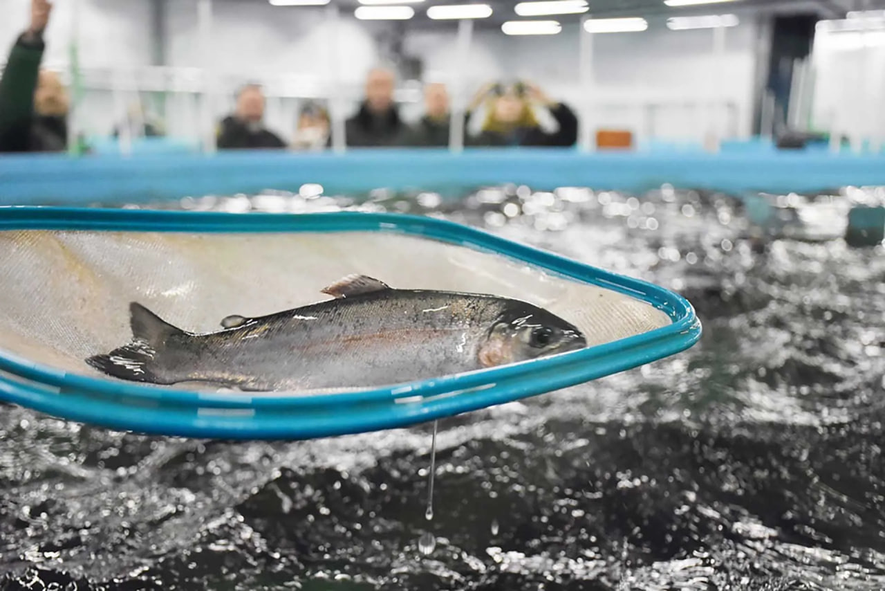 В Калининградской области открыли завод по выращиванию форели