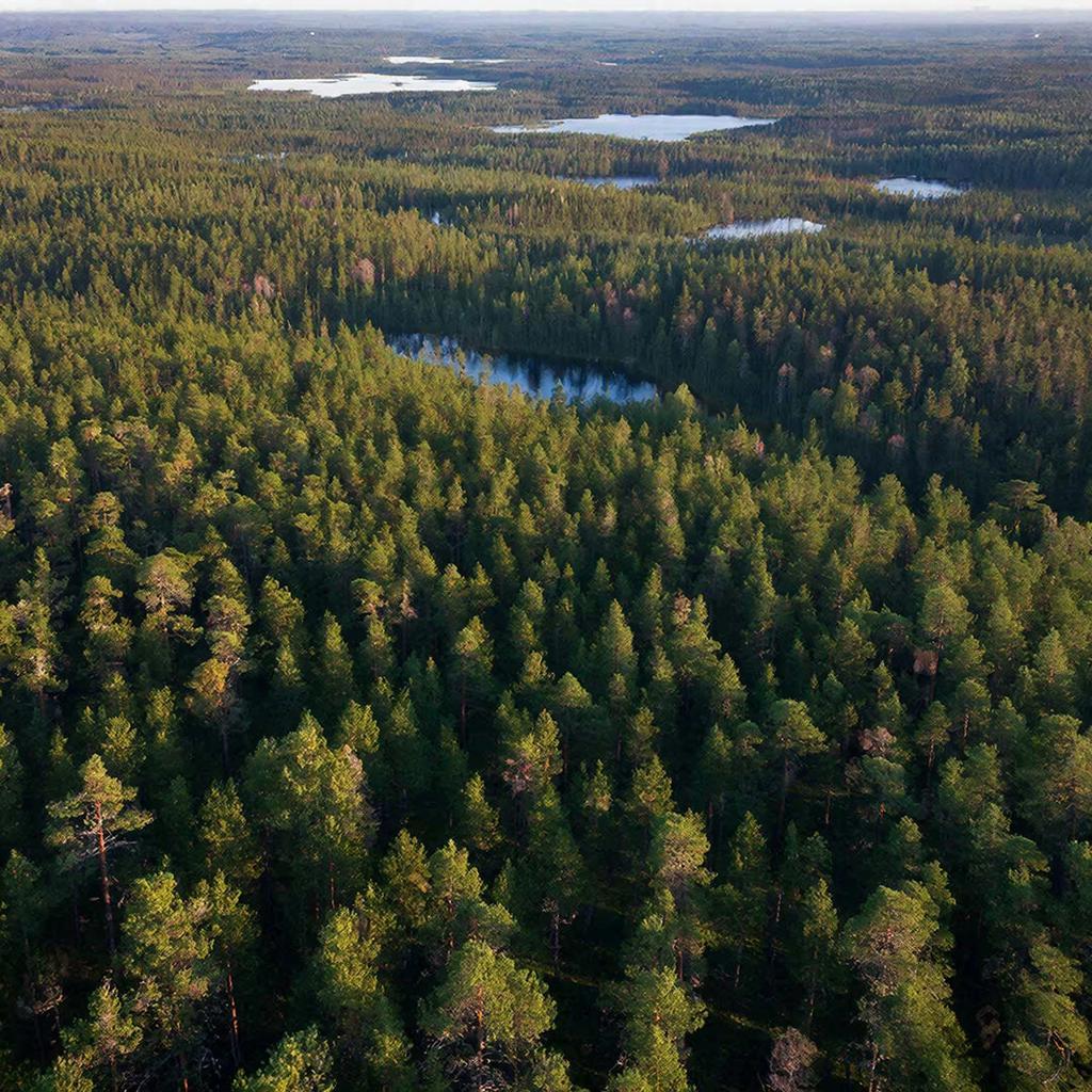 В России реализуется масштабная программа по сохранению лесов