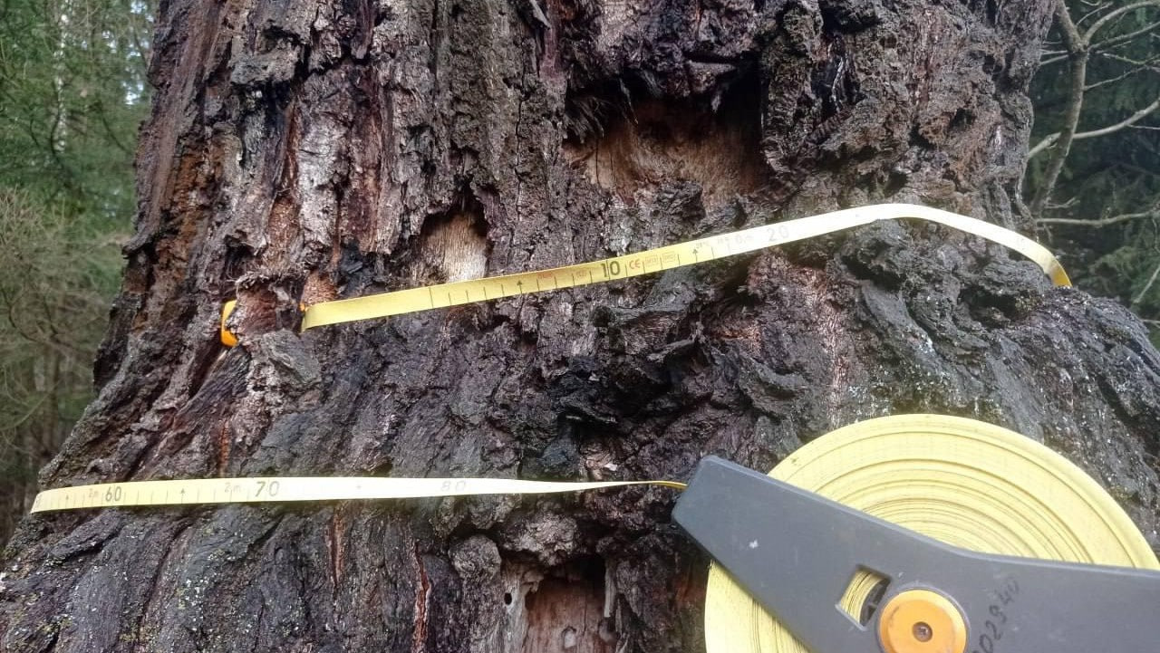 Подмосковный дуб включен в Национальный реестр старовозрастных деревьев