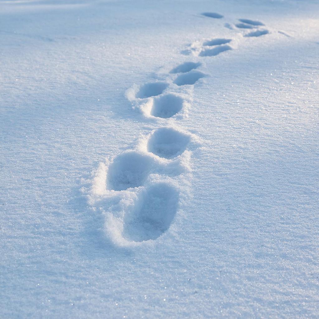 В России началась государственная «перепись животных»