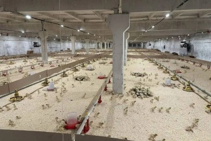 В прикамском селе Ваньки запустили комплекс для выращивания индеек