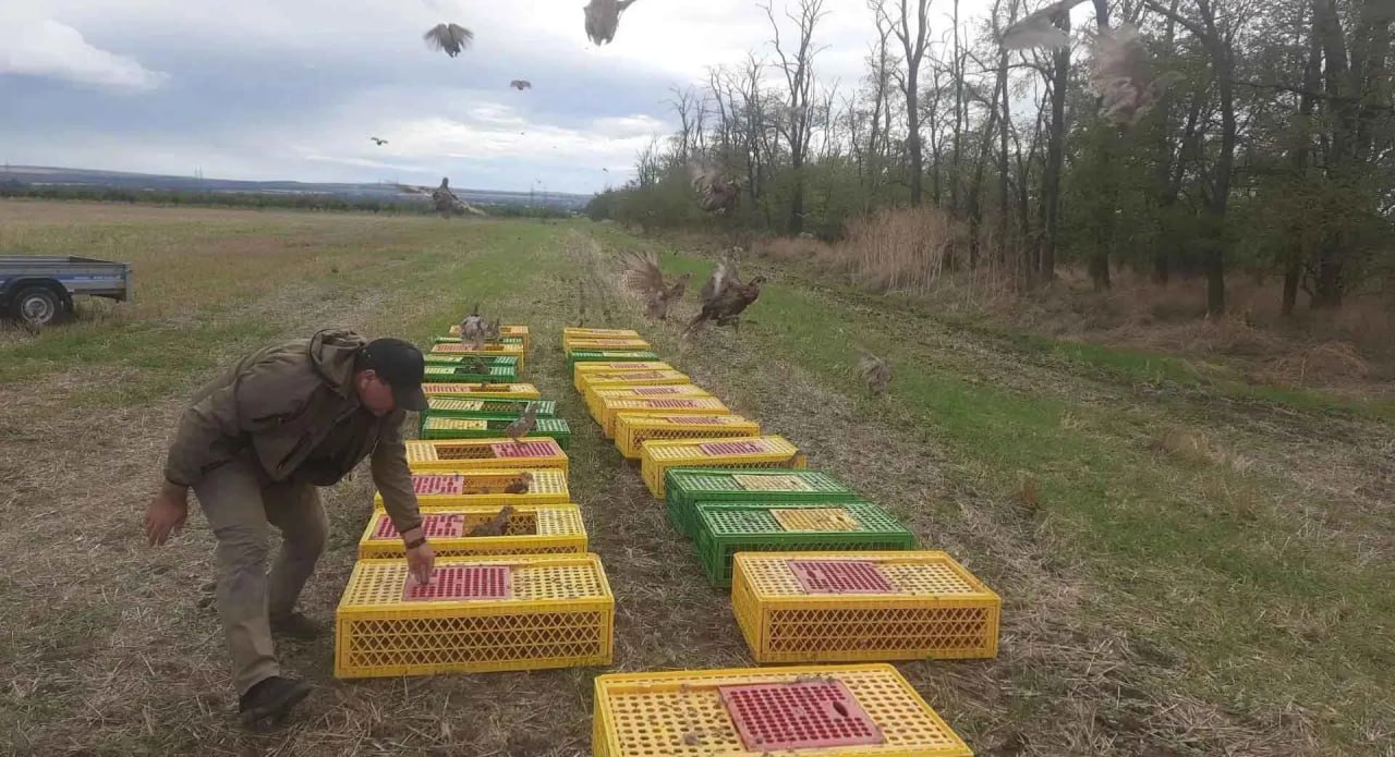 В Краснодарском крае выпустили 500 северокавказских фазанов