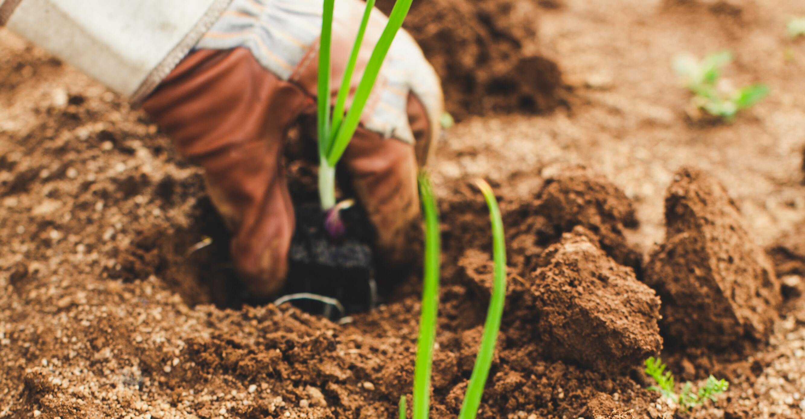 Agri food Systems