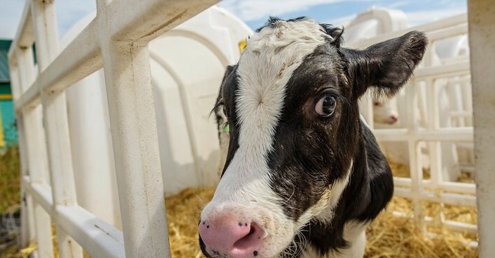 Drie nieuwe melkveehouderijen in de regio Samara