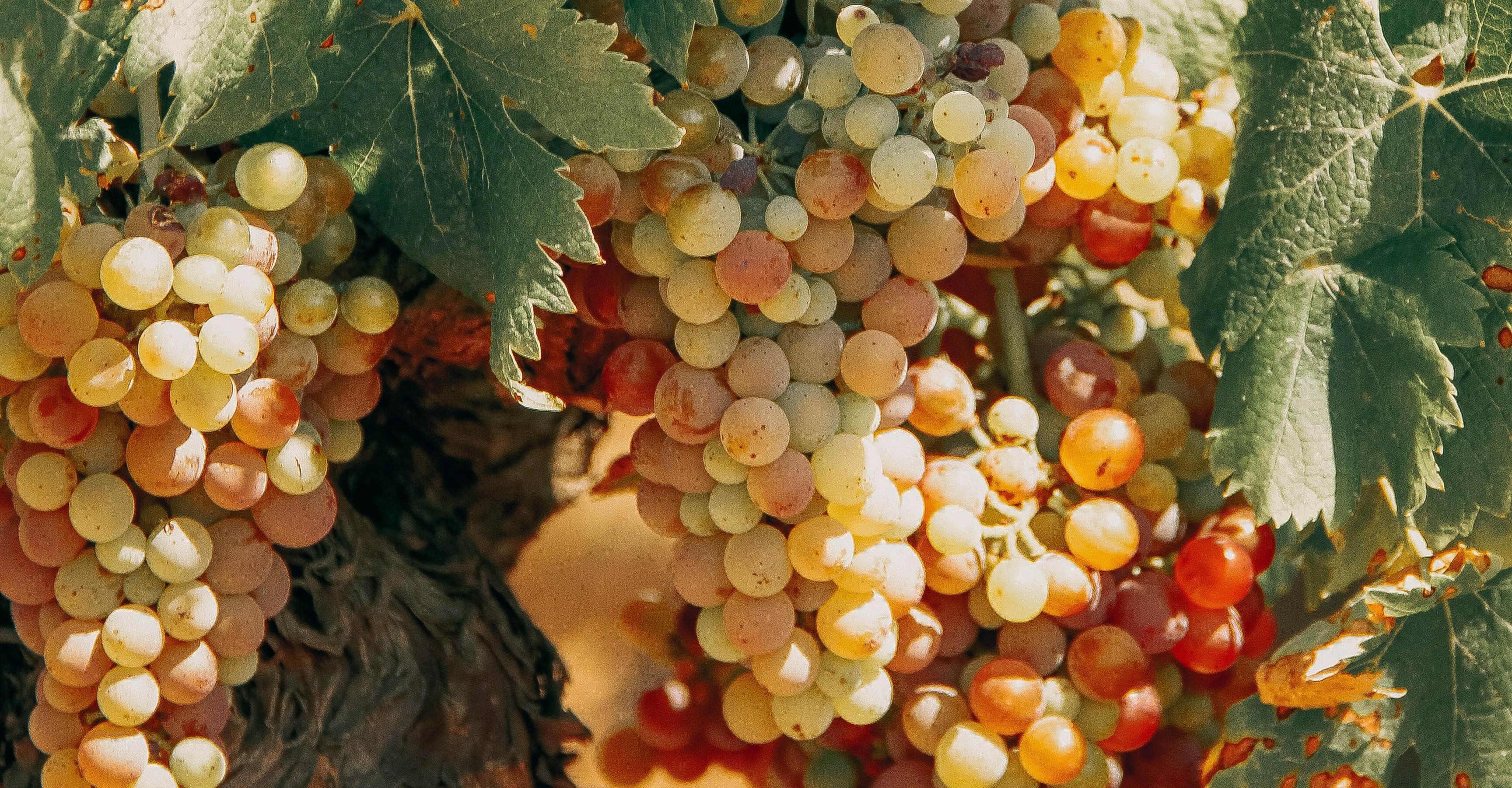 A large grape nursery may be created in Crimea