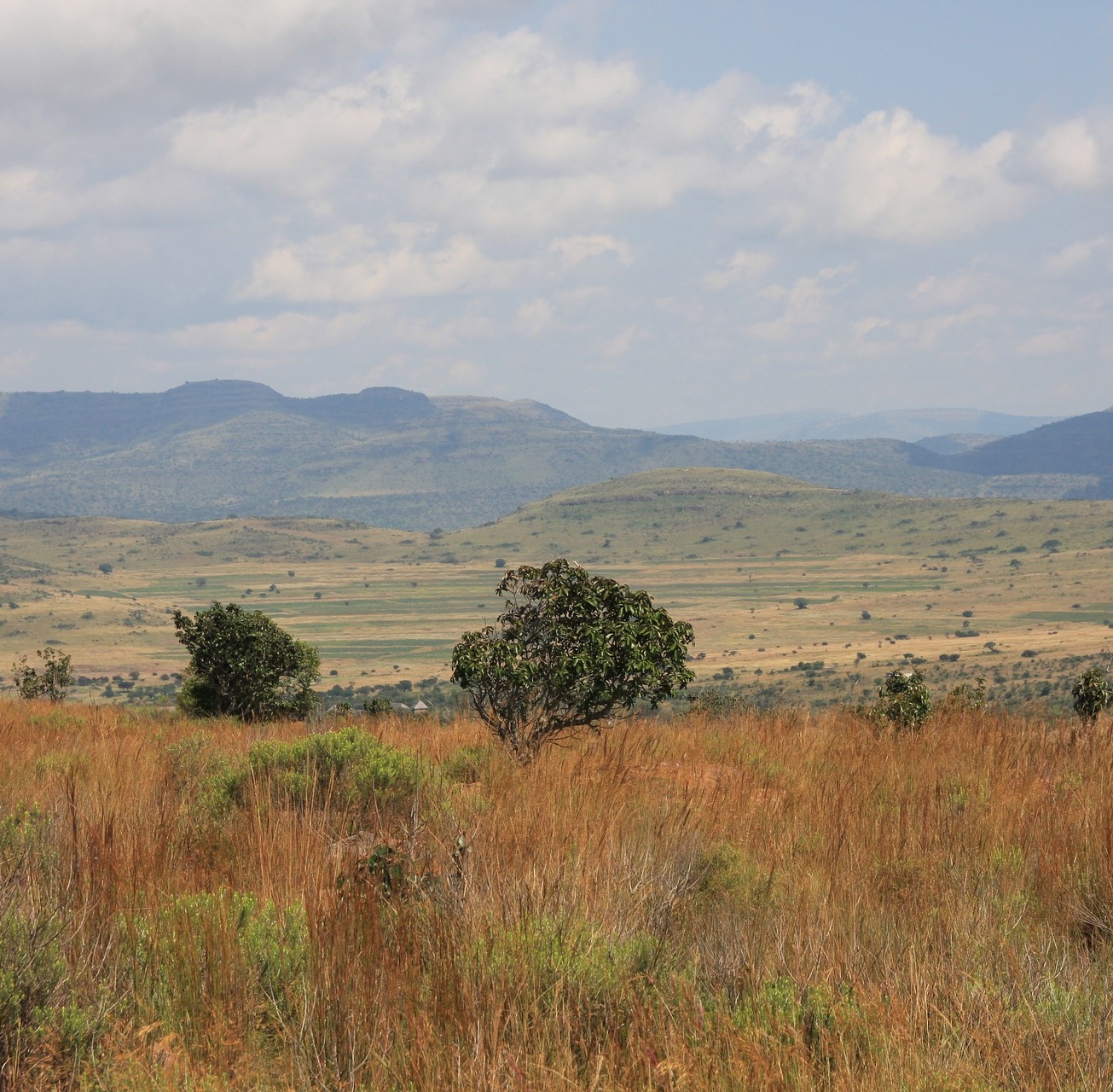 Производитель современных гемостатических изделий НОБР начал экспортировать свою продукцию в ЮАР